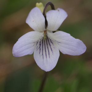 Photographie n°746447 du taxon Viola lactea Sm. [1798]