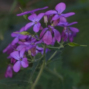 Photographie n°746533 du taxon Lunaria annua L. [1753]