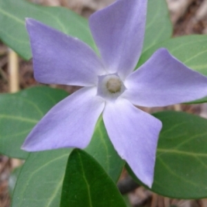 Photographie n°746553 du taxon Vinca L. [1753]