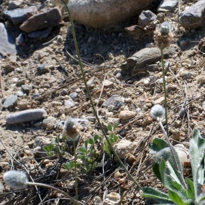 Photographie n°746656 du taxon Plantago lagopus L.