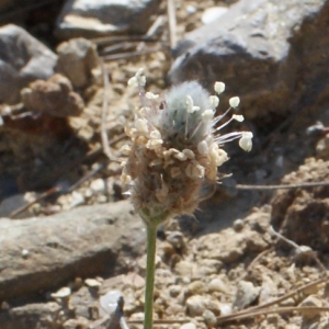 Photographie n°746657 du taxon Plantago lagopus L.
