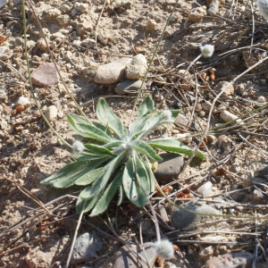Photographie n°746658 du taxon Plantago lagopus L.