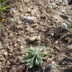 Photographie n°746659 du taxon Plantago lagopus L.