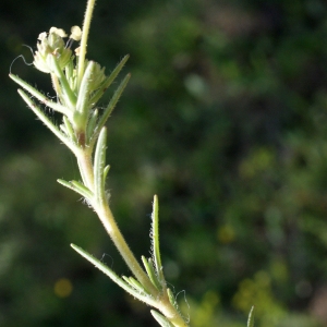 Photographie n°746735 du taxon Plantago afra L. [1762]