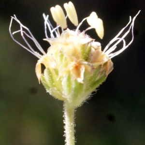 Photographie n°746736 du taxon Plantago afra L. [1762]