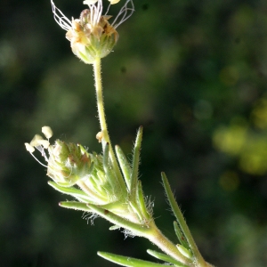 Photographie n°746738 du taxon Plantago afra L. [1762]