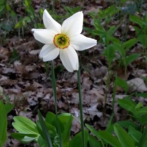 Photographie n°746744 du taxon Narcissus poeticus subsp. poeticus