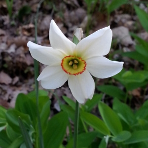 Photographie n°746745 du taxon Narcissus poeticus subsp. poeticus