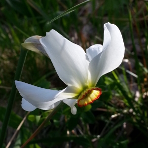 Photographie n°746746 du taxon Narcissus poeticus subsp. poeticus