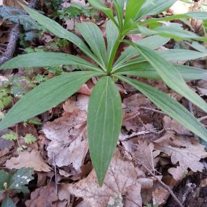 Photographie n°746747 du taxon Lilium martagon L.