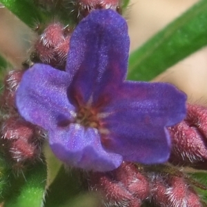 Photographie n°746770 du taxon Buglossoides purpurocaerulea (L.) I.M.Johnst. [1954]