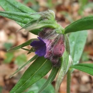 Photographie n°746772 du taxon Buglossoides purpurocaerulea (L.) I.M.Johnst. [1954]