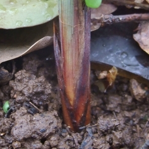 Photographie n°746784 du taxon Carex flacca Schreb. [1771]