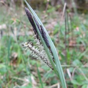 Photographie n°746786 du taxon Carex flacca Schreb. [1771]