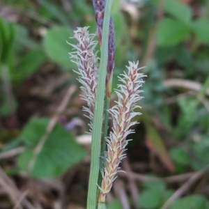 Photographie n°746787 du taxon Carex flacca Schreb. [1771]