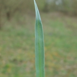 Photographie n°746792 du taxon Carex flacca Schreb. [1771]