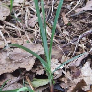 Photographie n°746797 du taxon Carex flacca Schreb. [1771]