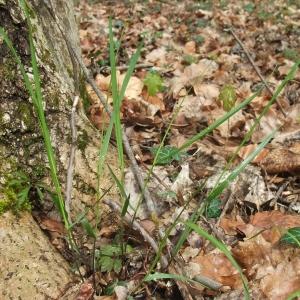 Photographie n°746842 du taxon Melica nutans L. [1753]