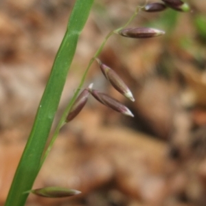 Photographie n°746843 du taxon Melica nutans L. [1753]