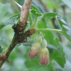 Photographie n°746888 du taxon Ribes uva-crispa L. [1753]