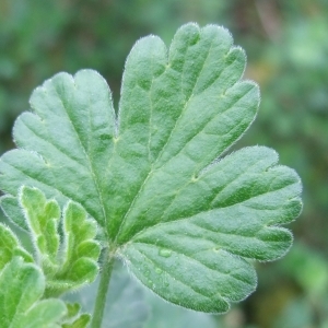 Photographie n°746890 du taxon Ribes uva-crispa L. [1753]