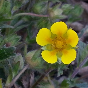 Photographie n°746988 du taxon Potentilla hirta L. [1753]