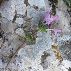 Photographie n°746993 du taxon Lamium amplexicaule L.