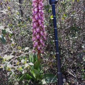 Photographie n°747011 du taxon Himantoglossum robertianum (Loisel.) P.Delforge [1999]