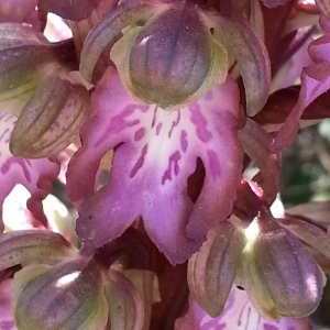 Photographie n°747013 du taxon Himantoglossum robertianum (Loisel.) P.Delforge [1999]