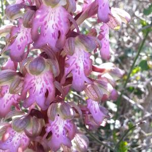 Photographie n°747015 du taxon Himantoglossum robertianum (Loisel.) P.Delforge [1999]