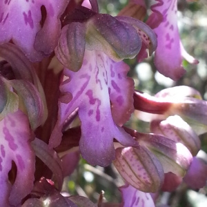 Photographie n°747016 du taxon Himantoglossum robertianum (Loisel.) P.Delforge [1999]