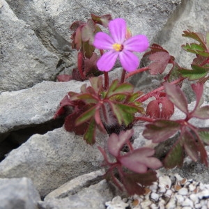 Photographie n°747074 du taxon Geranium robertianum L. [1753]