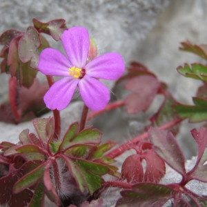 Photographie n°747075 du taxon Geranium robertianum L. [1753]