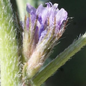 Photographie n°747149 du taxon Astragalus sesameus L. [1753]