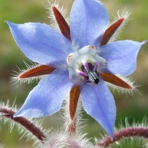 Photographie n°747173 du taxon Borago officinalis L. [1753]