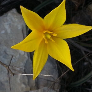 Photographie n°747209 du taxon Tulipa sylvestris subsp. australis (Link) Pamp. [1914]