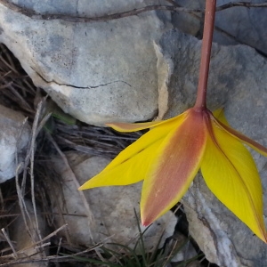 Photographie n°747210 du taxon Tulipa sylvestris subsp. australis (Link) Pamp. [1914]