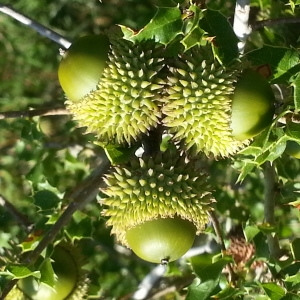 Photographie n°747230 du taxon Quercus coccifera L. [1753]