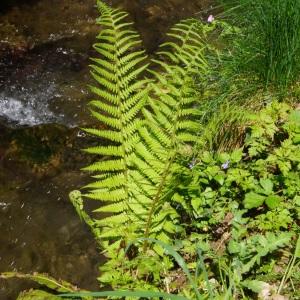 Photographie n°747326 du taxon Polystichum setiferum (Forssk.) T.Moore ex Woyn. [1913]