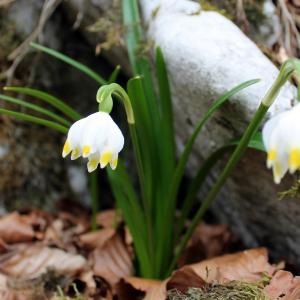 Photographie n°747348 du taxon Leucojum vernum L. [1753]