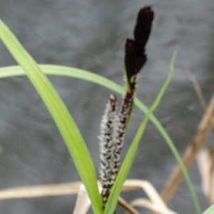 Photographie n°747475 du taxon Carex L. [1753]