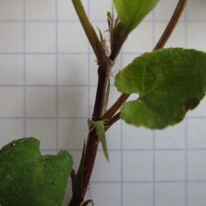 Photographie n°747625 du taxon Viola riviniana Rchb.
