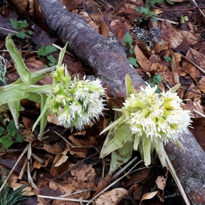 Photographie n°747732 du taxon Petasites albus (L.) Gaertn. [1791]