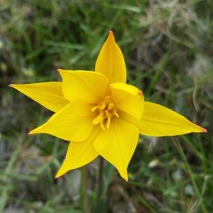 Photographie n°747733 du taxon Tulipa sylvestris subsp. australis (Link) Pamp. [1914]