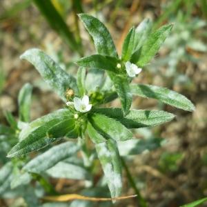 Photographie n°747734 du taxon Lithospermum officinale L. [1753]