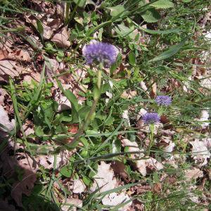 Photographie n°747783 du taxon Globularia vulgaris L. [1753]