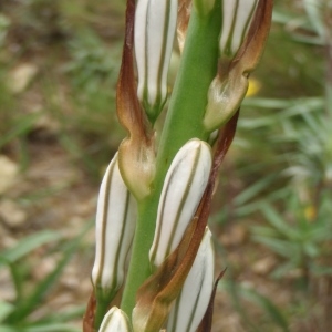  - Asphodelus macrocarpus subsp. macrocarpus