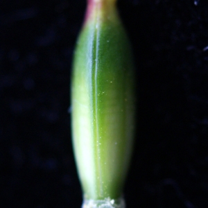 Photographie n°747862 du taxon Tulipa sylvestris subsp. australis (Link) Pamp. [1914]