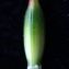  Liliane Roubaudi - Tulipa sylvestris subsp. australis (Link) Pamp. [1914]