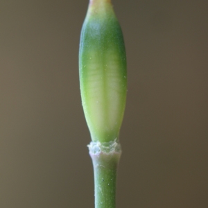 Photographie n°747864 du taxon Tulipa sylvestris subsp. australis (Link) Pamp. [1914]